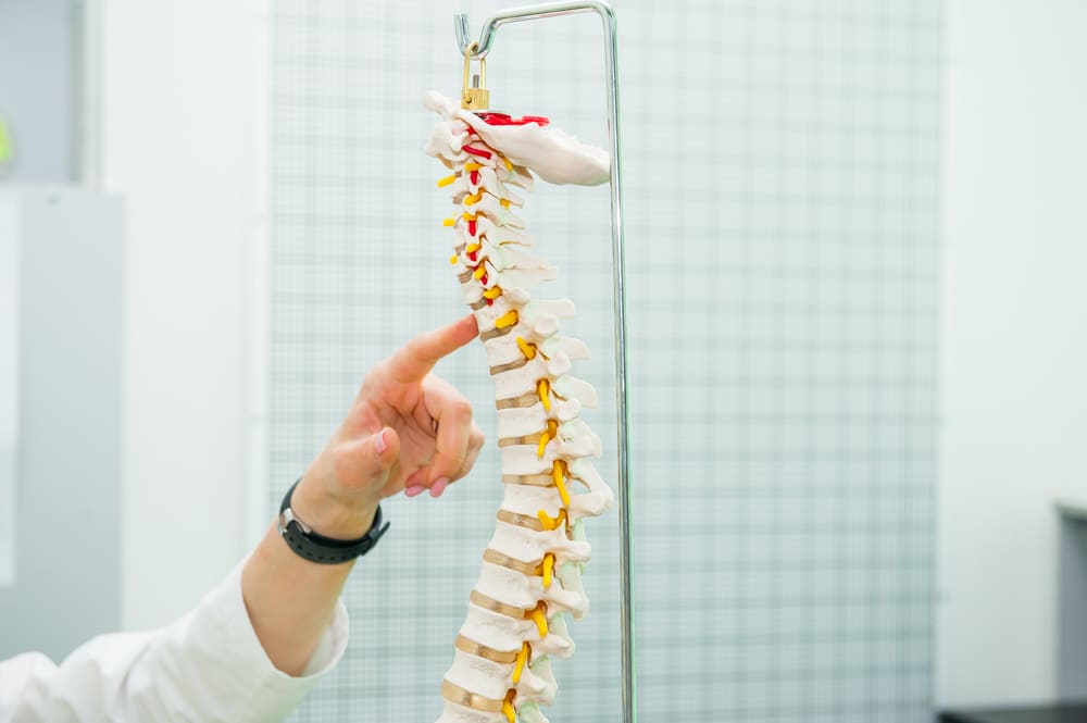chiropractor pointing at vertebrae model